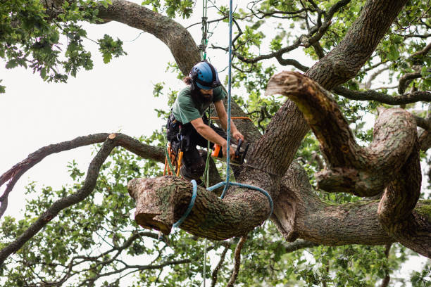 How Our Tree Care Process Works  in  Santa Clara, OR