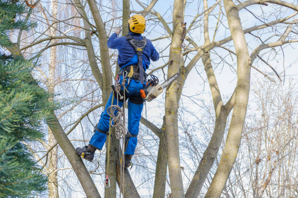 Best Tree Removal Service  in Santa Clara, OR