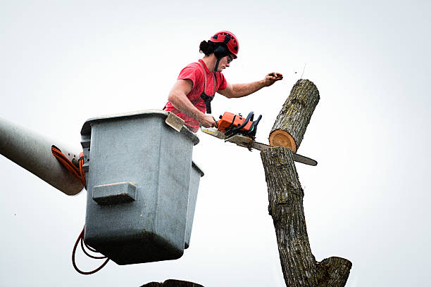 Leaf Removal in Santa Clara, OR